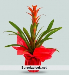 Guzmania Çiçeği