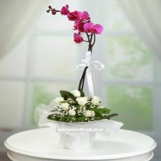 Tekli Orkide ve Beyaz Güller