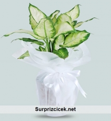 Dieffenbachia Saksı Çiçeği