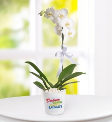 Doğum Günü Tebrikli Phalaenopsis Orkide