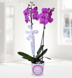 Asil Mor Orkide Anneler günü temalı seramik saksı içerisine 60 cm yüksekliğinde mor phalaenopsiz çift dallı orkide.