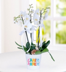 Canım Annem Üç Dal Beyaz Orkide