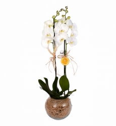 Çift Dallı Orkide (Beyaz çift dallı beyaz phalanopsiz orkide bitkisi