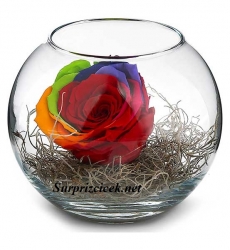 Cam Fanus Gökkuşağı Solmayan Gül