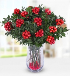 Yılbaşı Çiçeği Kokinalar Şık silindir cam vazo içerisinde kokina çiçeği ve yeşillikler ile hazırlanmıştır