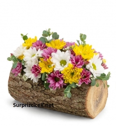 Doğal Kütükte Renkli Papatyalar