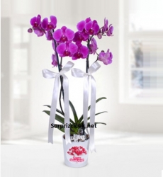 Seramik Vazoda Mor Orkide