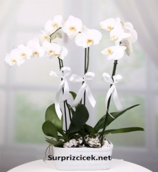 3 Dal Beyaz Orkide Çiçeği