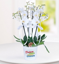 Doğum Günü Tebrikli 4 Dal Phalaenopsis Orkide