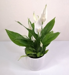Barış Çiçeği Mini Beyaz Seramik Seramik Saksılı Spathiphyllum