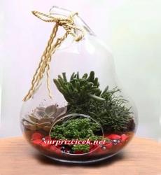 Armut Vazoda TERRARIUM