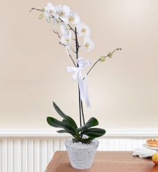 Phalanopsiz Beyaz Orkide
