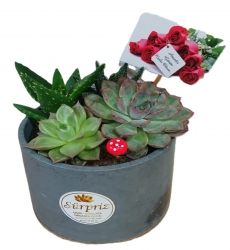 Teraryumlar (Terrarium)