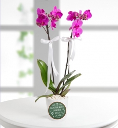 Öğretmenler Günü Tebrikli Çift Dal Mor Orkide