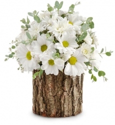 Doğal Kütükte Papatya Cümbüşü  Sürpriz Çiçek Bursa'nın En iyi Çiçekçi Sitesi