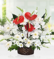 Antoryum Gerbera Sepeti Sepet içerisinde 3 adet kırmızı antoryum, 8 adet beyaz gerbera, 10 adet beyaz papatya ve 9 adet beyaz glayor ile hazırlanmıştır. Not; Papatyaların, yapısı gereği aranjmandaki çiçek adedine tomurcukları da dahildir.